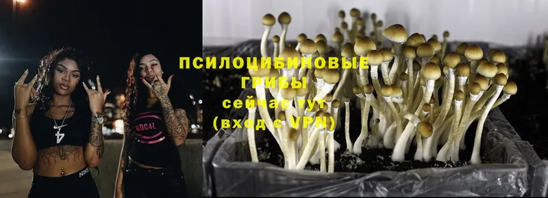 магазин продажи   Шарыпово  Псилоцибиновые грибы Cubensis 